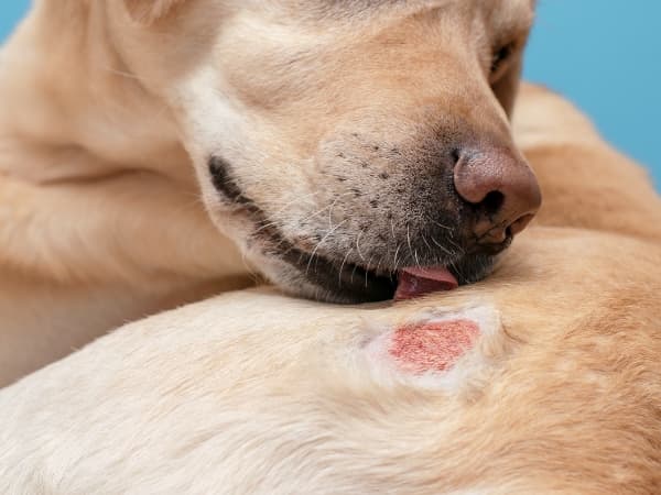 hund-mit-einer-kleinen-wunde-im-fell