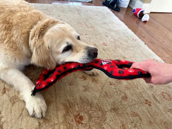 hund-zieht-an-einem-stoffspielzeug
