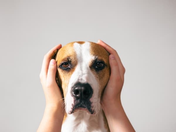 aengstlich-blickender-hund-wird-am-kopf-zwischen-zwei-haenden-gehalten