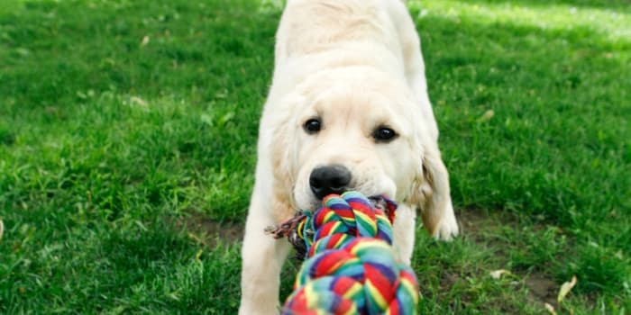 hundewelpe-zieht-an-einem-seil