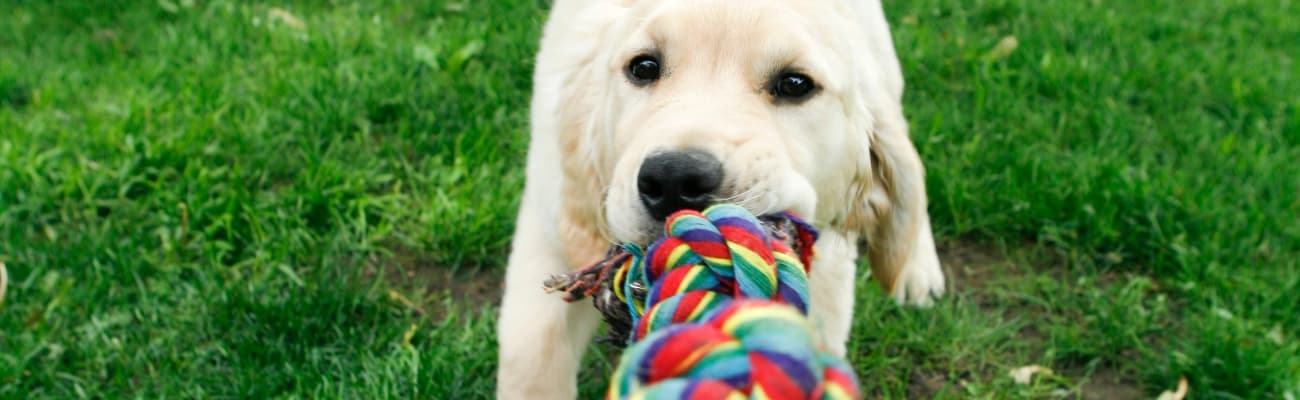 hundwelpe-zieht-an-einem-seil