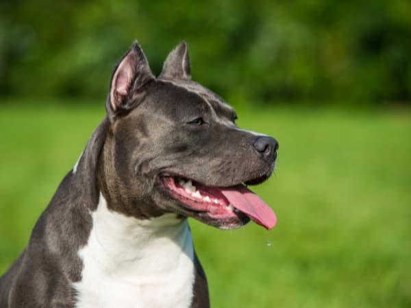 kopf-eines-american-staffordshire-terriers-im-profil