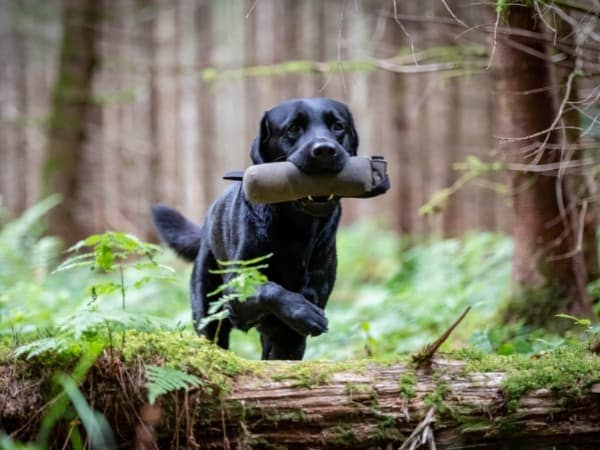labrador-laeuft-mit-einem-futterdummy-im-maul-durch-den-wald