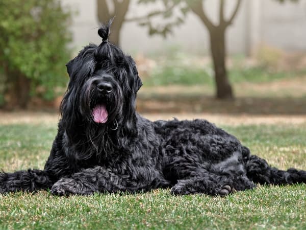 russischer-schwarzer-terrier-mit-zopf-liegt-auf-einer-wiese
