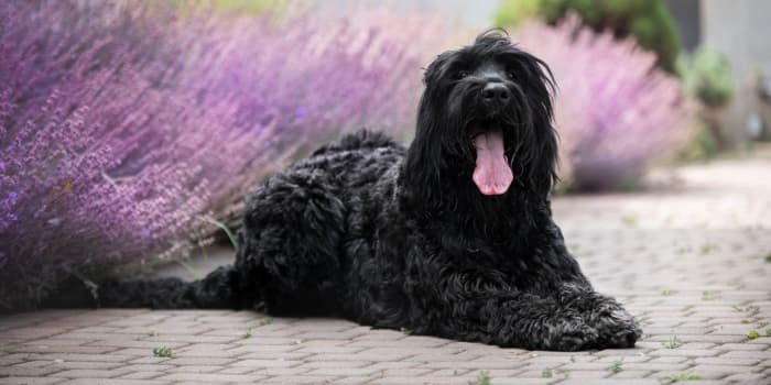 russischer-schwarzer-terrier-sitzt-vor-einem-lavendelstrauch