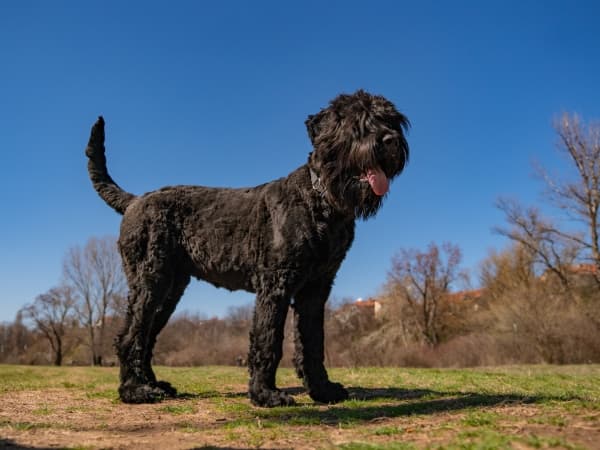 russischer-schwarzer-terrier-steht-auf-einer-wiese