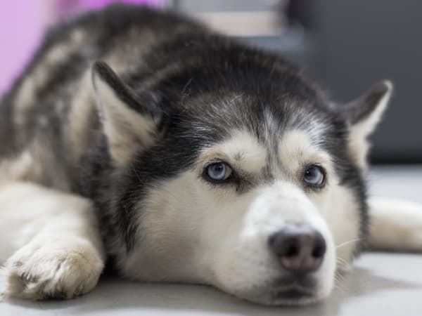 siberian-husky-liegt-auf-dem-boden