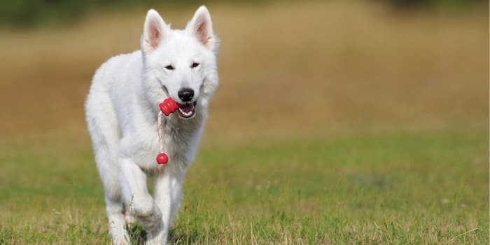 weisser-schweizer-schaeferhund-mit-spielzeug-im-maul