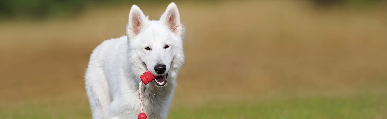 weisser-schweizer-schaeferhund-mit-spielzeug-im-maul