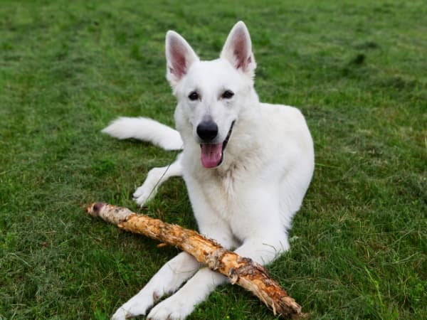 weisser-schweizer-schaeferhund-mit-stock-auf-den-pfoten