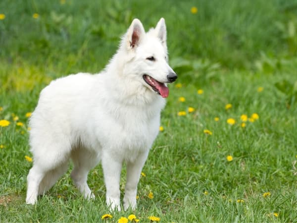 weisser-schweizer-schaeferhund-steht-auf-einer-wiese