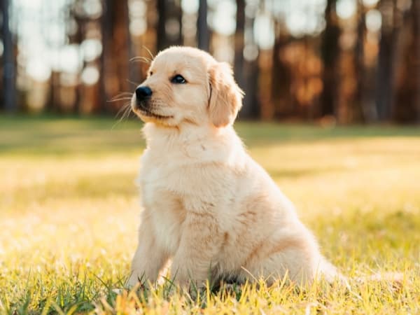 golden-retriever-welpe-sitzt-auf-einer-wiese