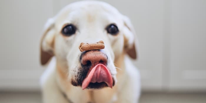 hund-mit-einem-hundekeks-auf-der-nase