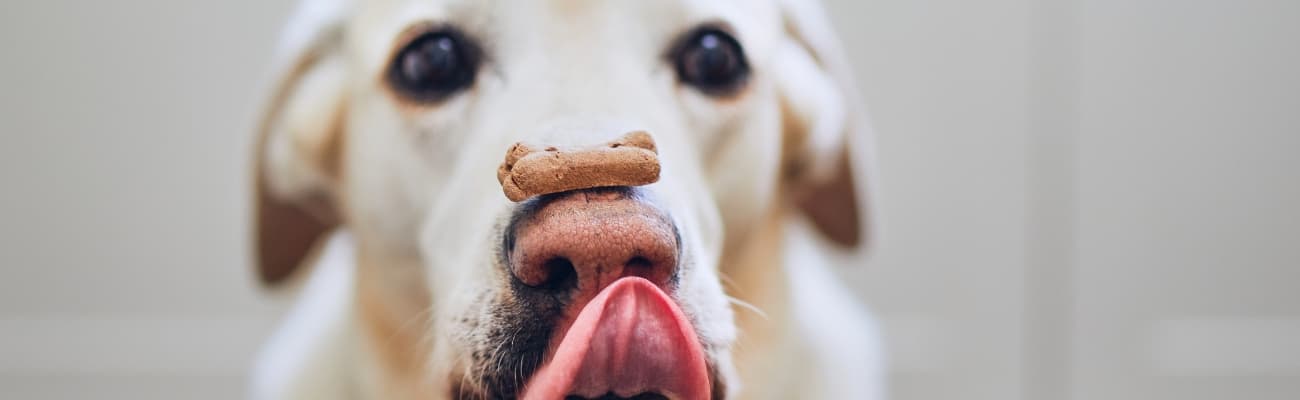 hund-mit-einem-hundekeks-auf-der-nase