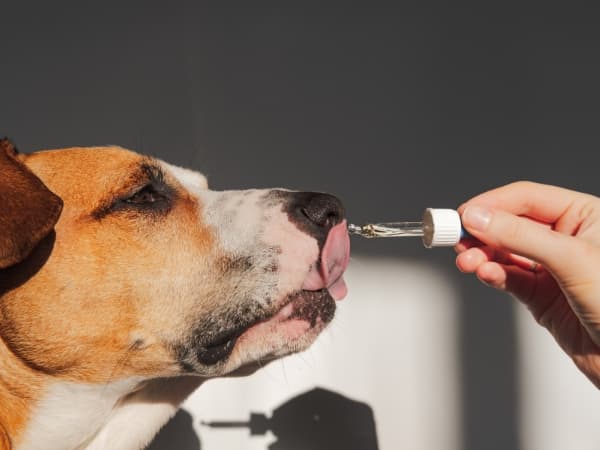hund-nimmt-oel-aus-einer-pipette-ein